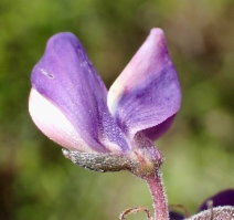 Lupinus succulentus