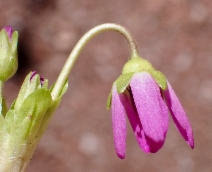 Dodecatheon clevelandii ssp. patulum