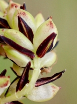 Carex nudata