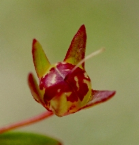 Collinsia sparsiflora var. collina