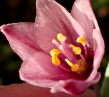 Fritillaria pluriflora