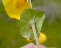 Mimulus glaucescens