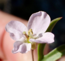Cardamine pachystigma var. dissectifolia