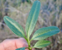 Cardamine pachystigma var. dissectifolia