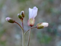 Cardamine pachystigma var. dissectifolia