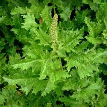 Chenopodium californicum