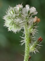 Cryptantha intermedia