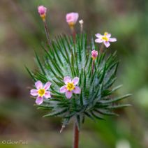 Linanthus ciliatus