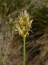 Carex harfordii