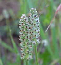 Plantago ovata
