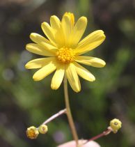 Senecio californicus