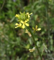 Sisymbrium orientale