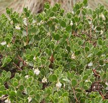 Arctostaphylos montana ssp. ravenii