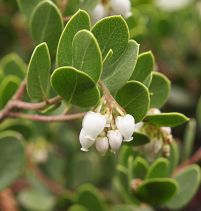 Arctostaphylos montana