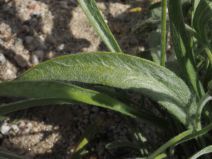 Plantago ovata var. fastigiata