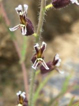 Streptanthus insignis ssp. insignis