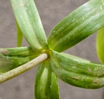 Fritillaria recurva