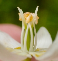 Toxicoscordion fremontii