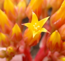 Dudleya cymosa ssp. cymosa