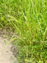 Agrostis avenacea