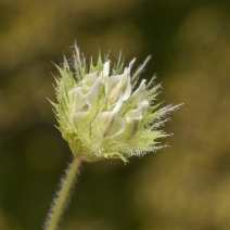 Trifolium microdon