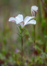 Linanthus dichotomus