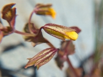 Erythranthe nasuta