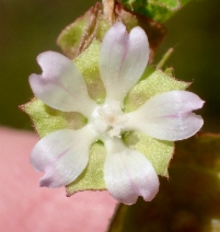 Malvella leprosa