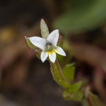Downingia pusilla