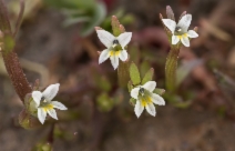 Downingia pusilla