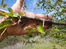 Pyrus communis