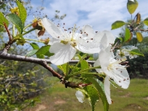 Pyrus communis