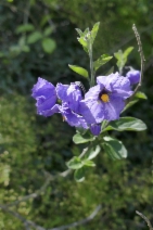 Solanum umbelliferum var. xanti