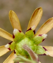 Blennosperma nanum