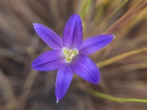Brodiaea terrestris ssp. terrestris