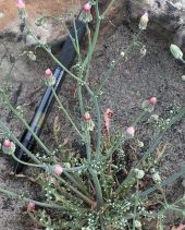Malacothrix phaeocarpa