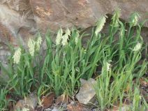 Lamarckia aurea