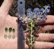 Ceanothus pendletonensis