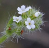 Cryptantha microstachys