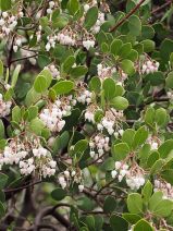 Arctostaphylos bakeri ssp. bakeri