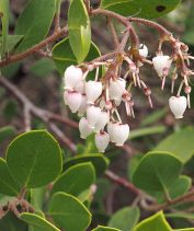 Arctostaphylos bakeri ssp. bakeri