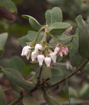 Arctostaphylos hooveri