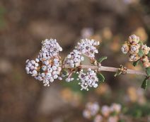 Ceanothus otayensis