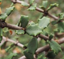 Ceanothus otayensis