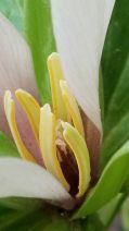 Trillium albidum