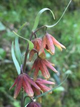 Fritillaria eastwoodiae