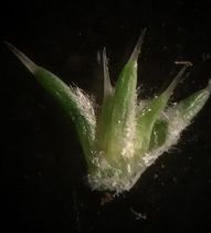 Cardionema ramosissimum