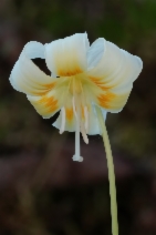 Erythronium californicum