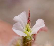 Chorizanthe rectispina