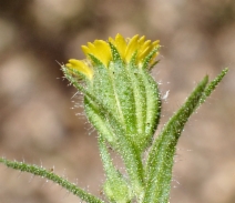 Layia hieracioides